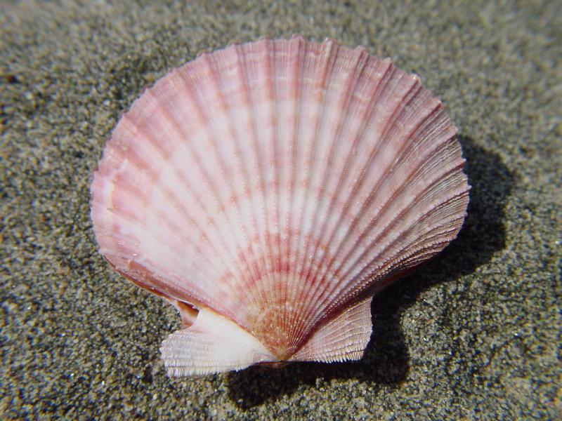 Aequipecten opercularis